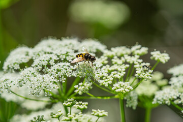 Transverse Flower Fly on Ground Elder Flowers