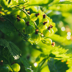 Green juicy ripening red currant berries hanging on a branch. Sunny weather after rain. Macro close-up photo.