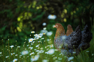 Bielefelder hen in nature background