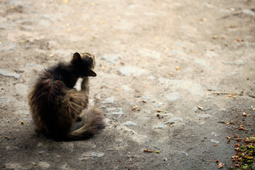 Portrait of wild fluffy cat