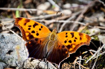 Question mark butterfly on dead foliage