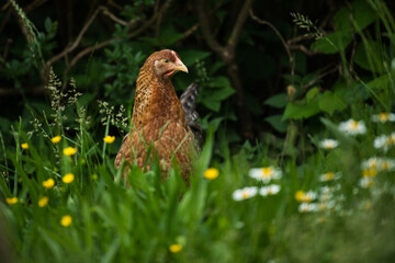 Bielefelder hen in nature background
