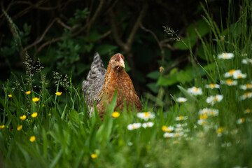 Bielefelder hen in nature background