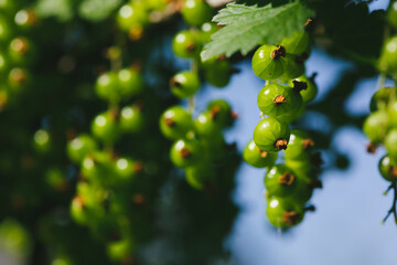 Green juicy ripening red currant berries hanging on a branch. Sunny weather after rain. Macro close-up photo.