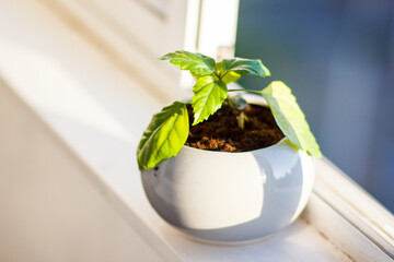 plant in a pot, seedlings,
young sprout in a gray flower pot