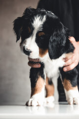 little puppy of bernese mountain dog on hands of fashionable girl with a nice manicure. animals