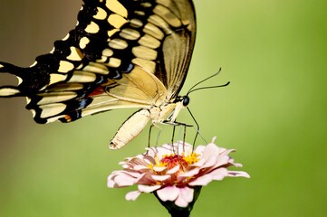 Giant swallowtail butterfly on pink flower