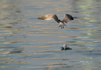 Lesser Crested Tern dropped a fish at Busaiteen coast, Bahrain