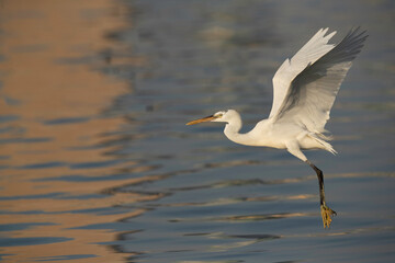 Western reef egret white morphed flying at Busaiteen coast, Bahrain