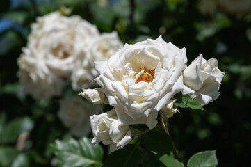 Beautiful white fragrant roses in a city park. urban beautification by florists. cozy backyard with blooming flowers
