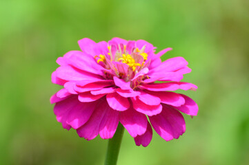 Hot pink zinnia