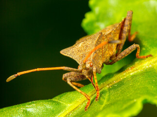 Beautiful colorful macro photography