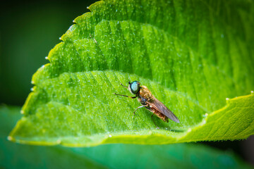 Macro photography. A fly on a green leaf.