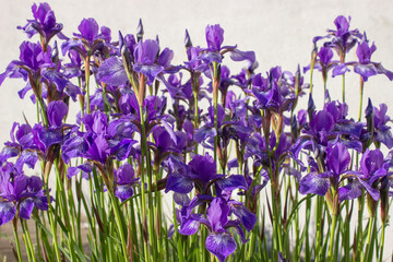 Irises bloom on a sunny day