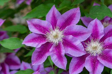 Clematis Flowers in Bloom in Springtime