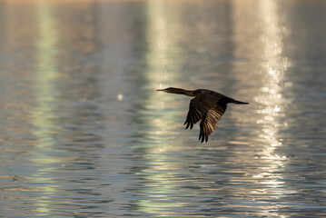 A pair of Socotra cormorant flying with backdrop of dramatic reflection on water at Busaiteen coast, Bahrain