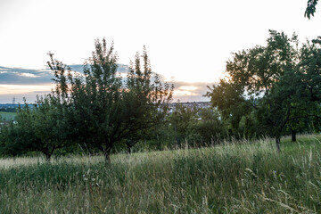 Baumgrundst&uuml;ck mit Obstb&auml;umen im Fr&uuml;hjahr