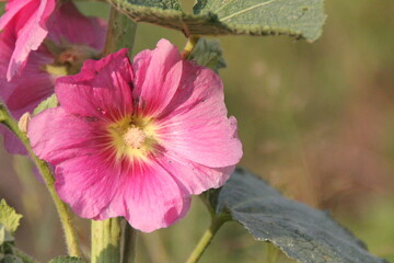pink mallow flower, petals of a blooming mallow, large flower with a pale center, summer flowering plant
