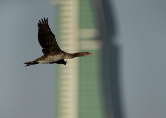 Socotra cormorant flying against  iconic building of Bahrain, a photograph taken at  Busaiteen coast, Bahrain
