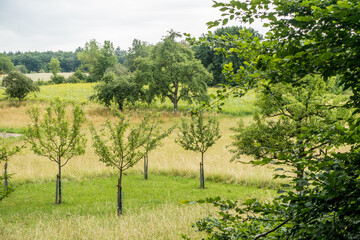 Obraz premium Baumgrundstück mit Obstbäumen im Frühjahr