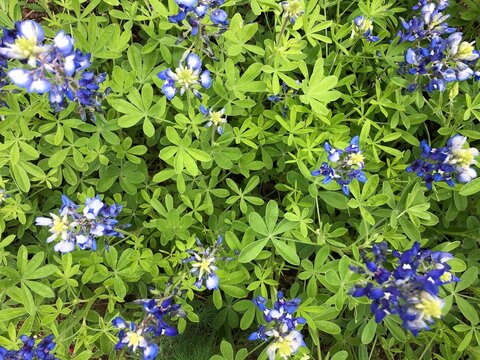 Blue Flowers Background