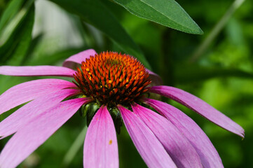 Purple coneflower, also known as echinacea 