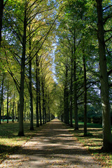 Park, Avenue, Franzoesischer Garten, Celle, Lower Saxony, Germany, Europe