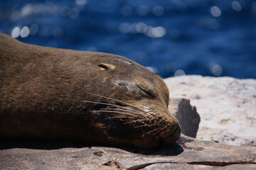 galapagos sea lion sleeping on rock