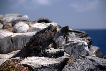 Marine iguana looking out on ocean