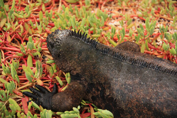 marine iguana in Galapagos Islands