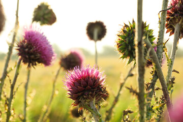 Beautiful purple burdock flowers. Summer morning. Summer nature