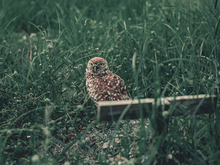 Burrowing owl 