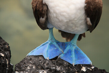blue footed booby bird standing on rock