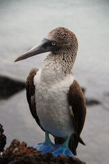 Blue footed booby bird on rocky beach