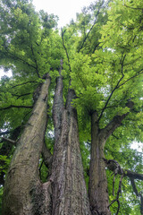 Mächtiger Kastanienbaum