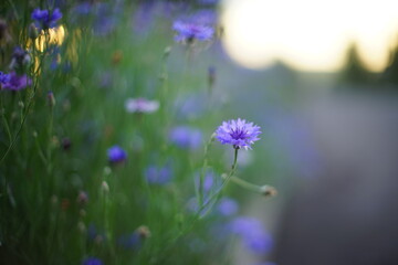 Violet cornflower flowers grow on the evening street.