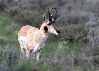 Pronghorn Antelope, Grand Teton National Park, Wyoming,  USA