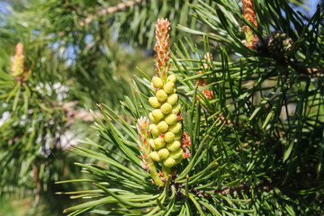 fresh young pine buds. Branches of Scots pine covered with yellow pollen, male gender. spring season.