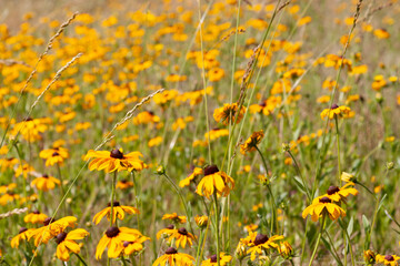 Fototapeta premium rudbeckia field