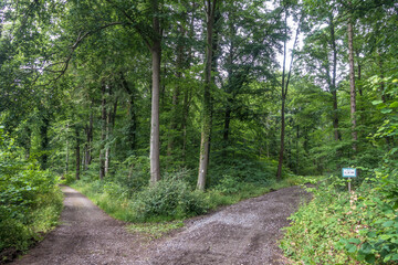 Waldweg im Mischwald
