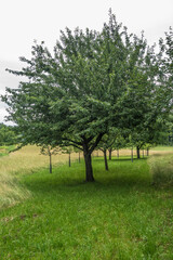 Obraz premium Baumgrundstück mit Obstbäumen im Frühjahr