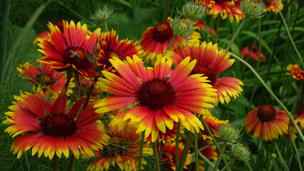 red and yellow flowers