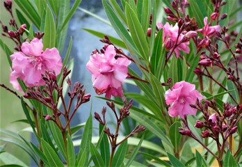 Beautiful pink oleander in the garden