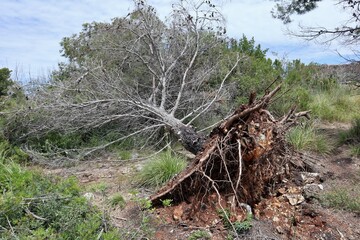 Palinuro – Albero sradicato