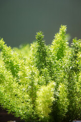 Close up beautiful green Foxtail fern or asparagus densiflorus fern in the morning