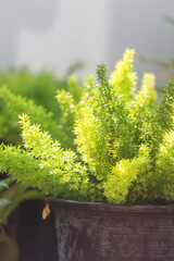 Close up beautiful green Foxtail fern or asparagus densiflorus fern in the morning