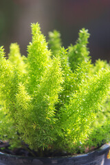 Close up beautiful green Foxtail fern or asparagus densiflorus fern in the morning