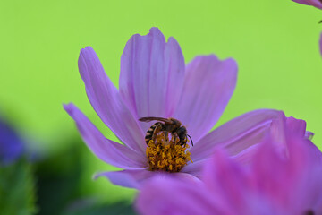 Makroaufnahme von einer Biene auf den Blütenblättern einer rosa blühenden Blume
