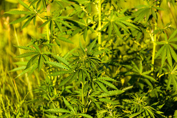Wild marijuanas bush