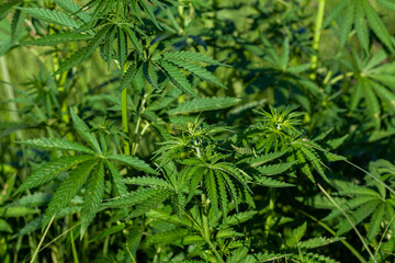 Young wild cannabis bushes